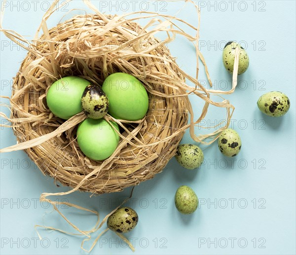 Green easter chicken quail eggs