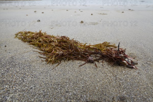 Seaweed and kelp at low tide on the beach at Dinard