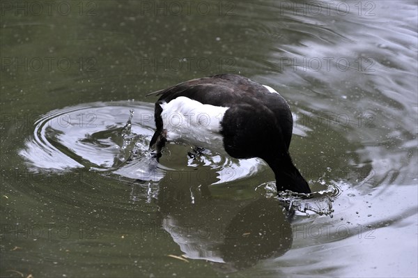 Tufted duck