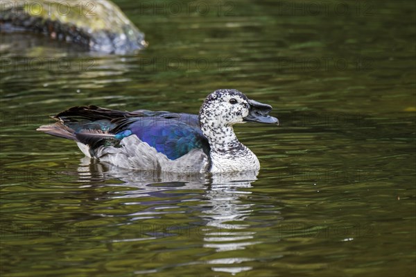 Male knob-billed duck