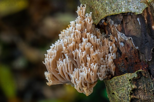 Crown coral