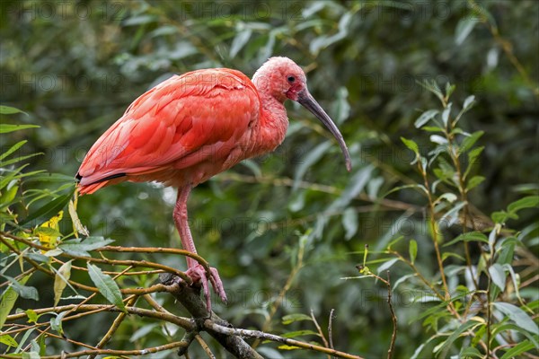 Scarlet ibis