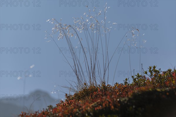 Grasses and alpine bearberry