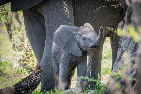 Baby elephant