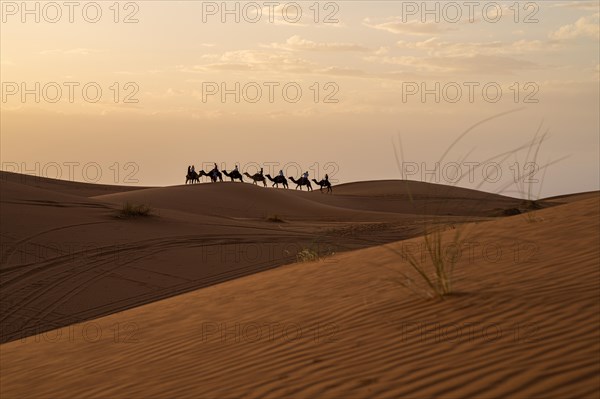 Camel caravan