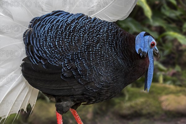 Bulwer's pheasant