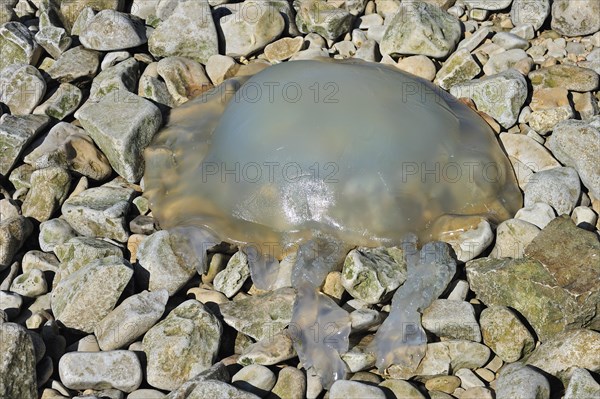 Barrel jellyfish