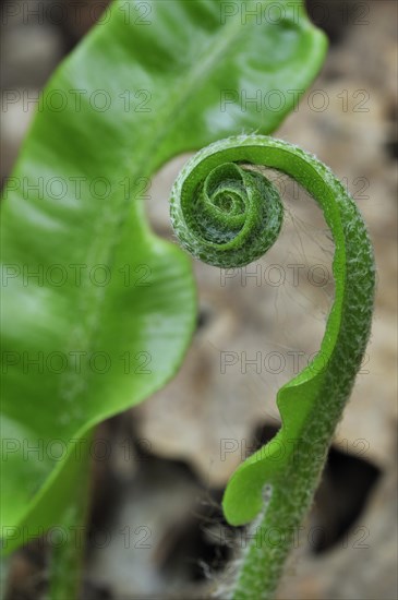 Hart's tongue fern