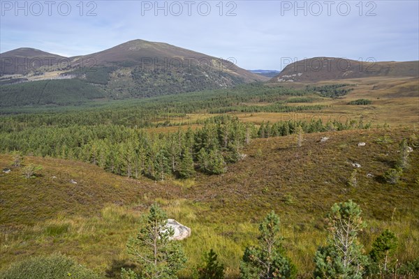 Glenmore Forest Park in the Cairngorms National Park