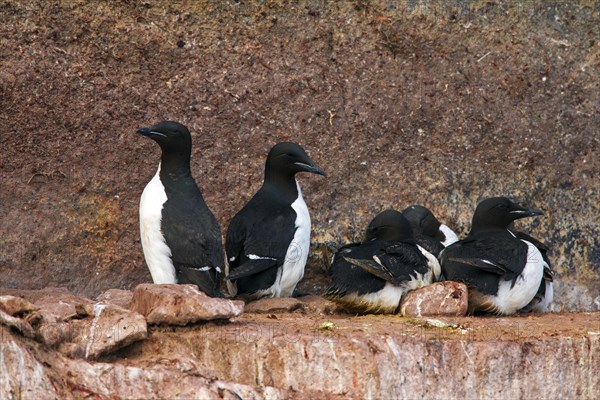 Thick-billed murres