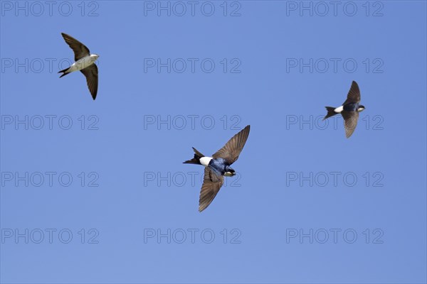 Three common house martins