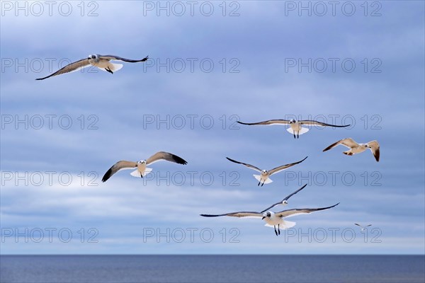 Flock of seagulls