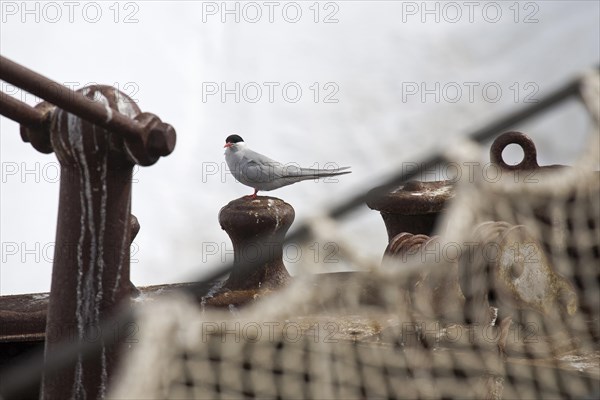 Antarctic Tern