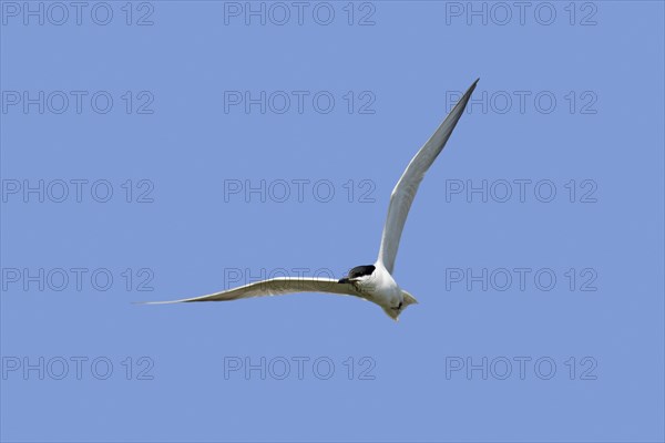 Gull-billed tern