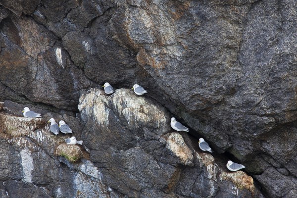 Black-legged kittiwakes