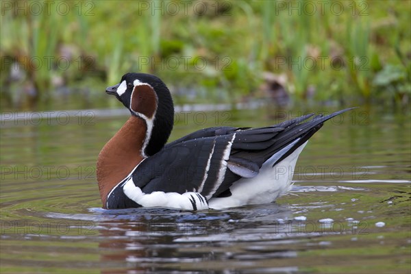 Red-breasted goose