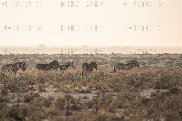 Zebras in the savannah of Namibia