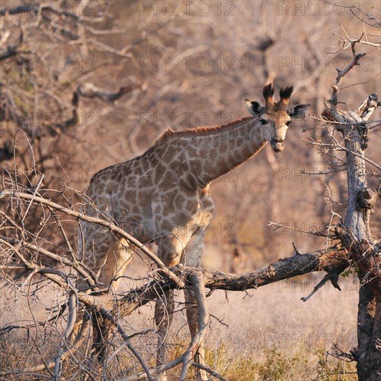 Giraffes