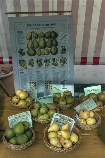 Different varieties of pears with information board at a fruit market
