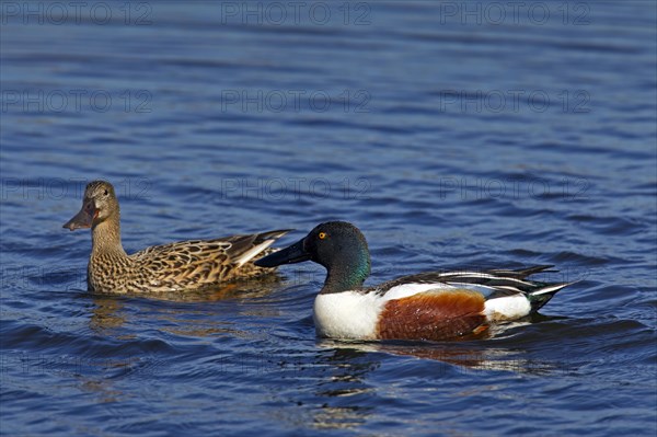 Northern Shoveler