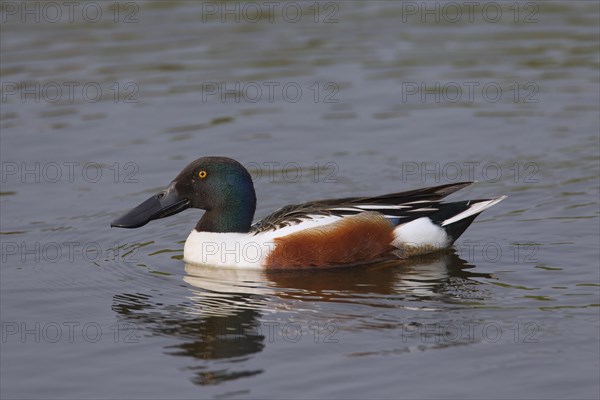 Northern shoveler