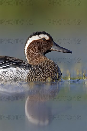 Garganey