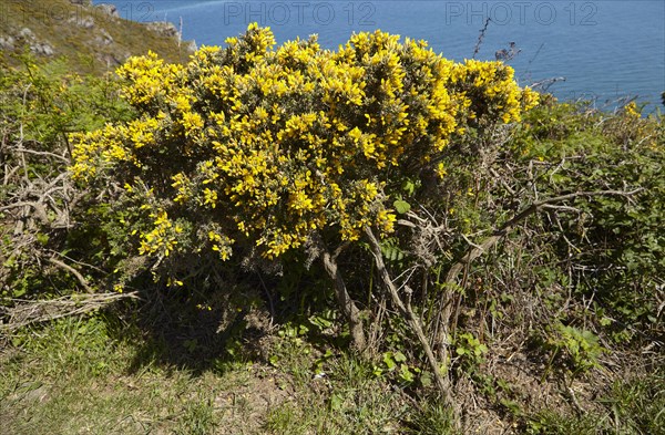 Common gorse