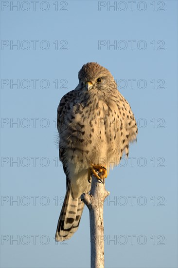 Common kestrel