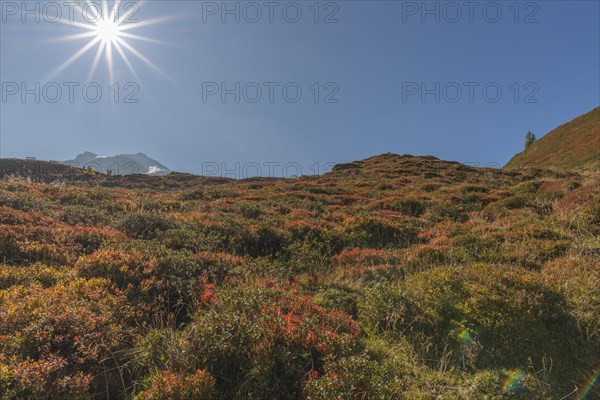 Autumnal red-coloured alpine bearberry