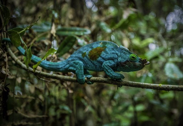 Subspecies of the Parson's chameleon