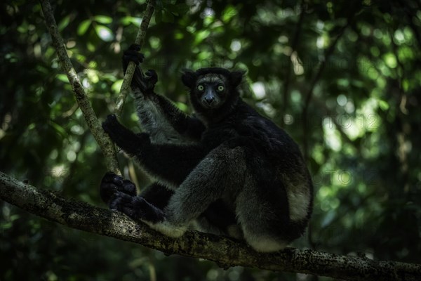 Indri lemur in the rainforests of eastern Madagascar