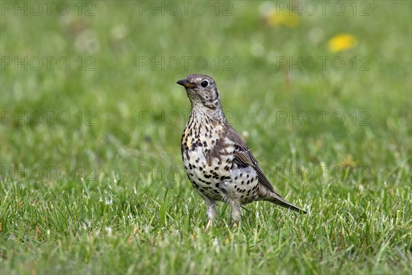 Mistle thrush