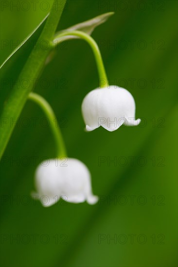 Lily of the valley