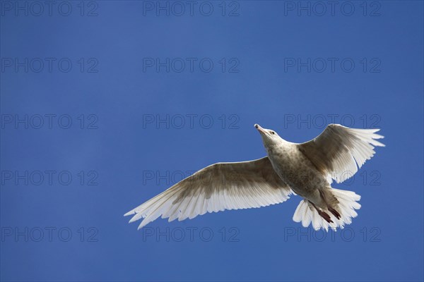 Glaucous gull