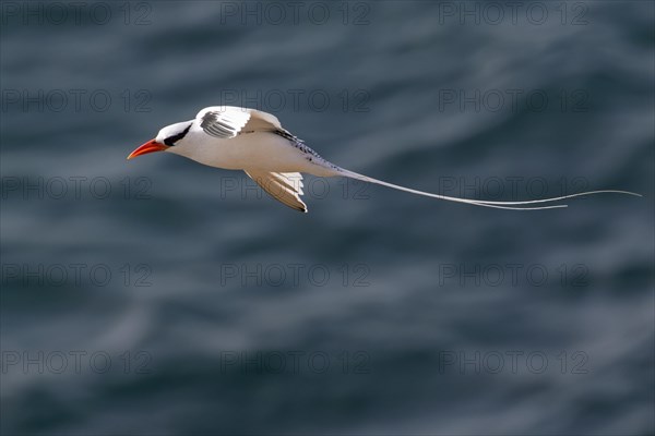 Red-billed tropicbird