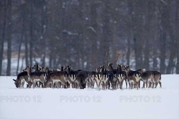 Harem of European fallow deer