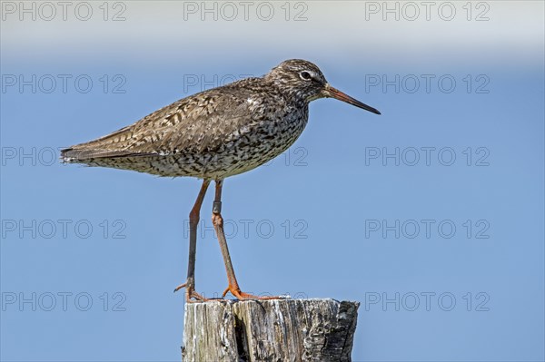 Ringed common redshank