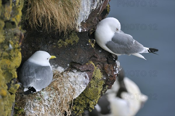 Black-legged Kittiwakes