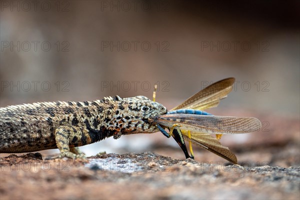 Lizard eats on Galapagos