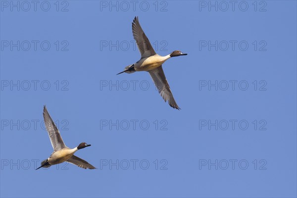 Two male Northern pintails