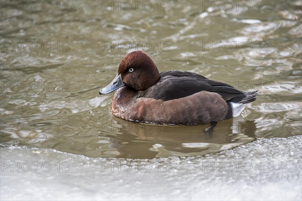 Ferruginous duck