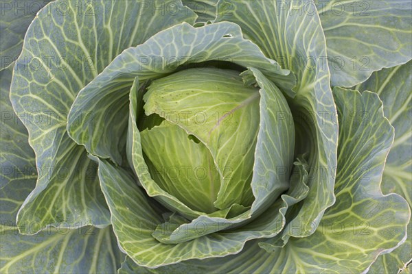 White cabbage