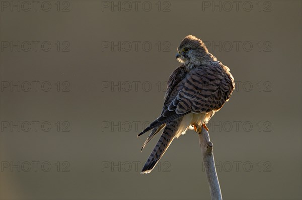 Common kestrel