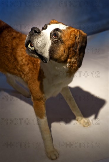 Stuffed St Bernard