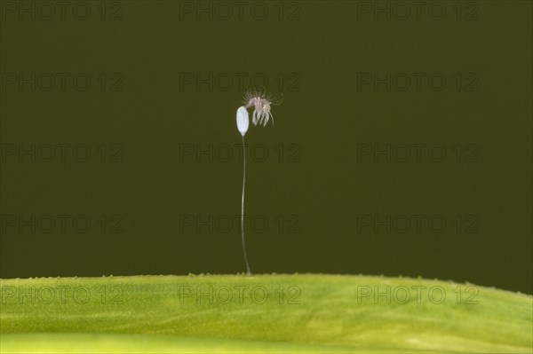 Hatching of a lacewing larva from an egg that the lacewing