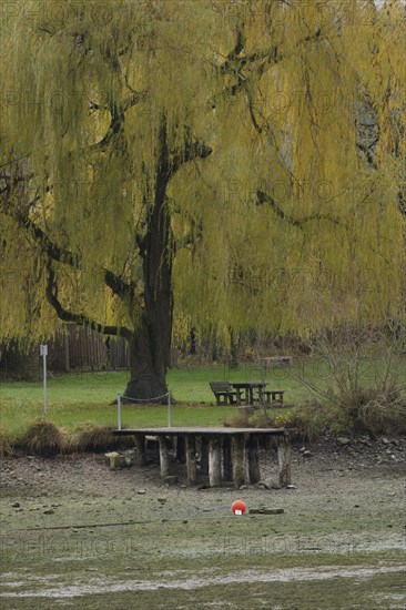 Winter lake drainage as a municipal measure for lake restoration