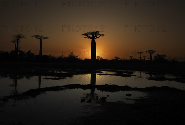 Baobabs at sunset in the west of Madagascar