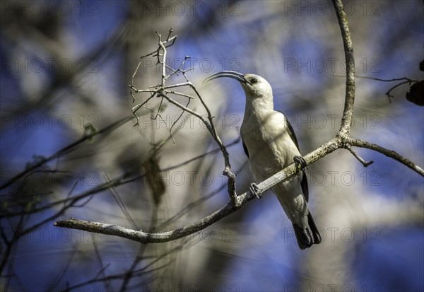 Sickle-billed vanga in the dry forests of western Madagascar