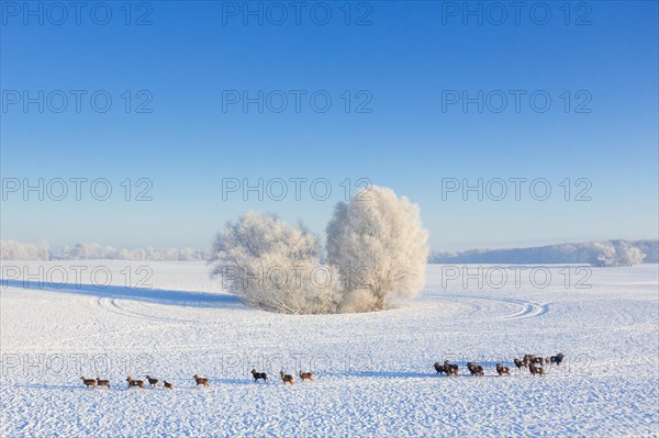 European mouflons