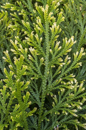 Pale spikemoss